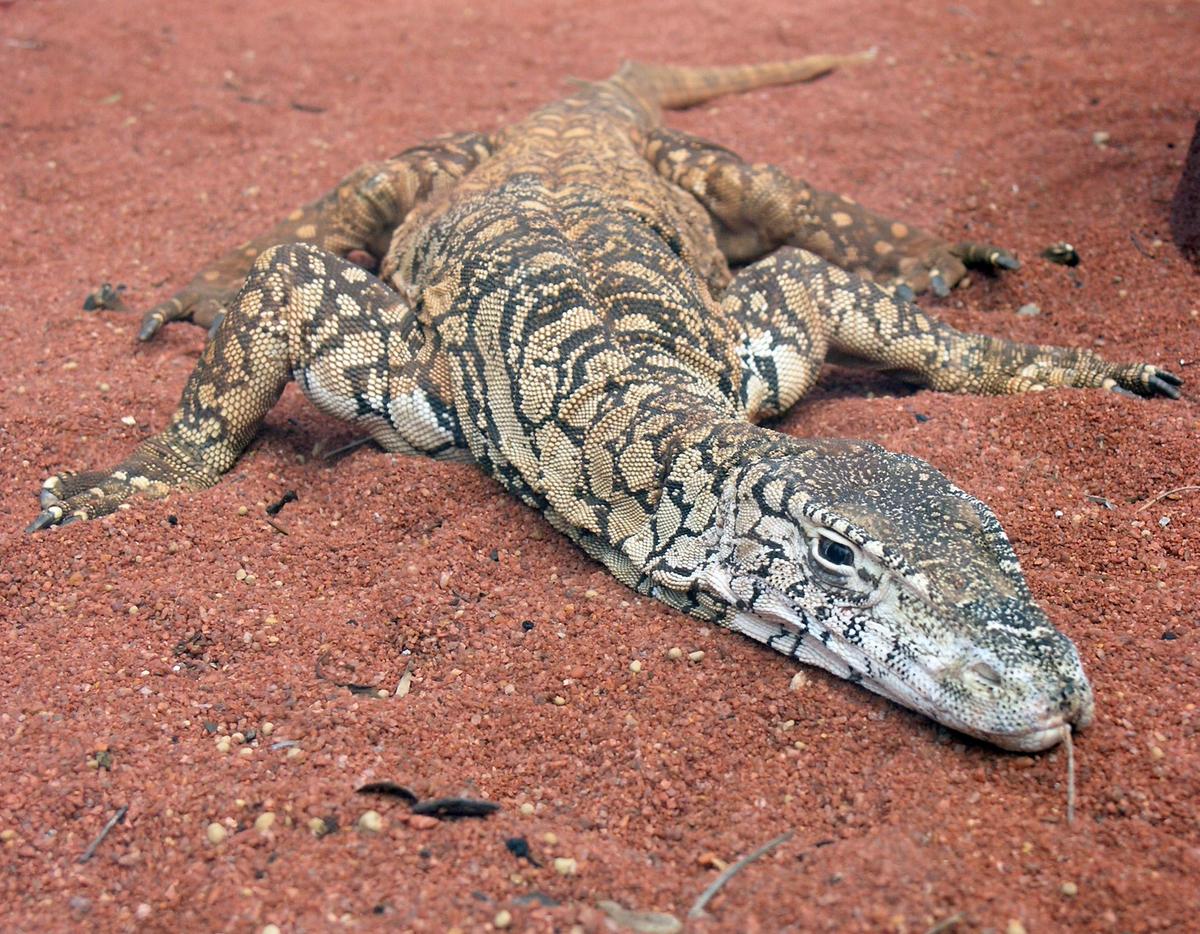 Perentie Lizard Perth Zoo SMC Spet 2005