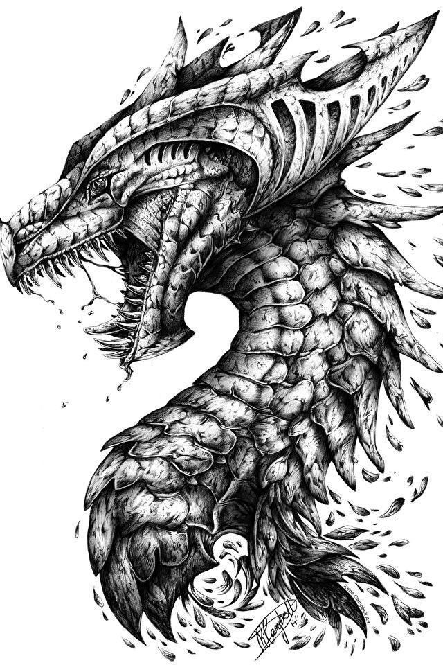 Dragons White background Head Black and 