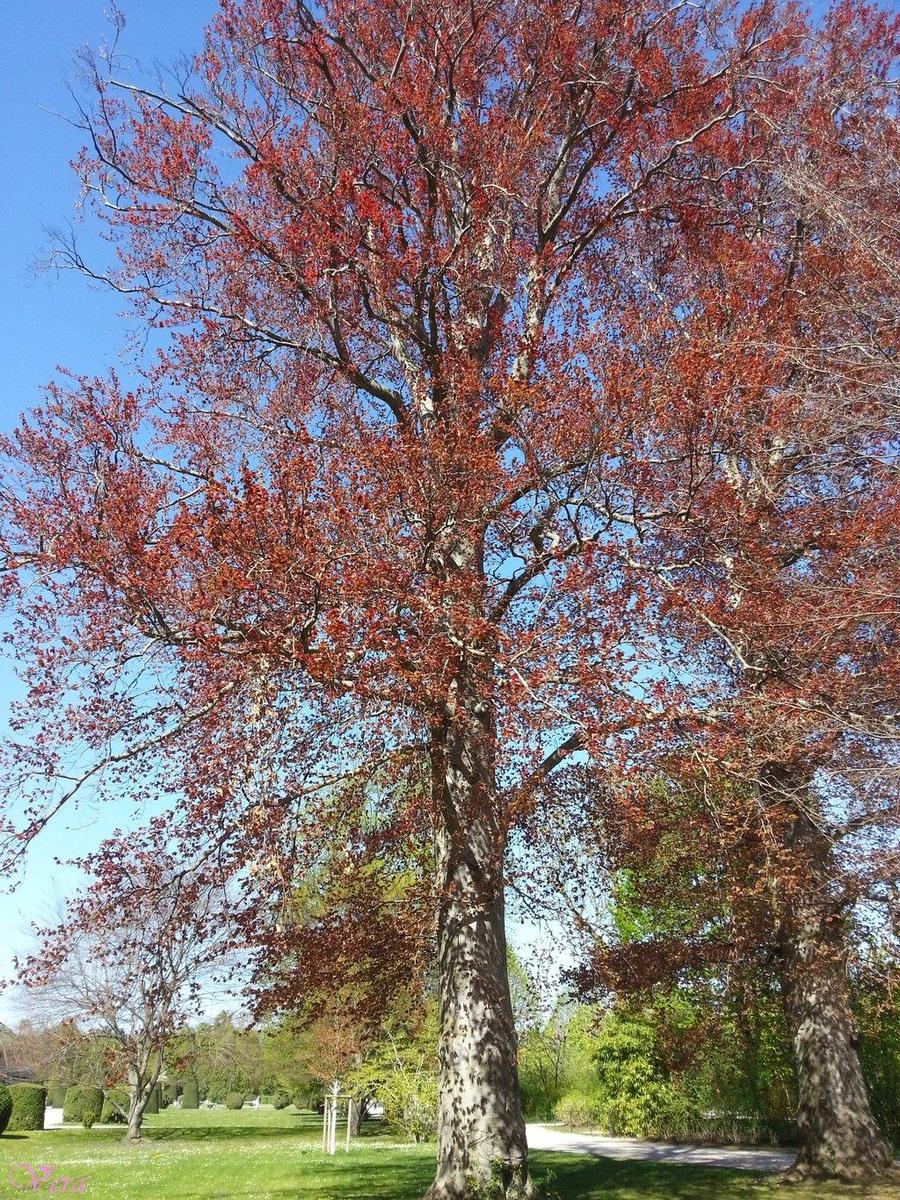     red tree     by ladyofazzaroth-d8qnl