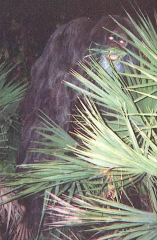 Myakka skunk ape 1