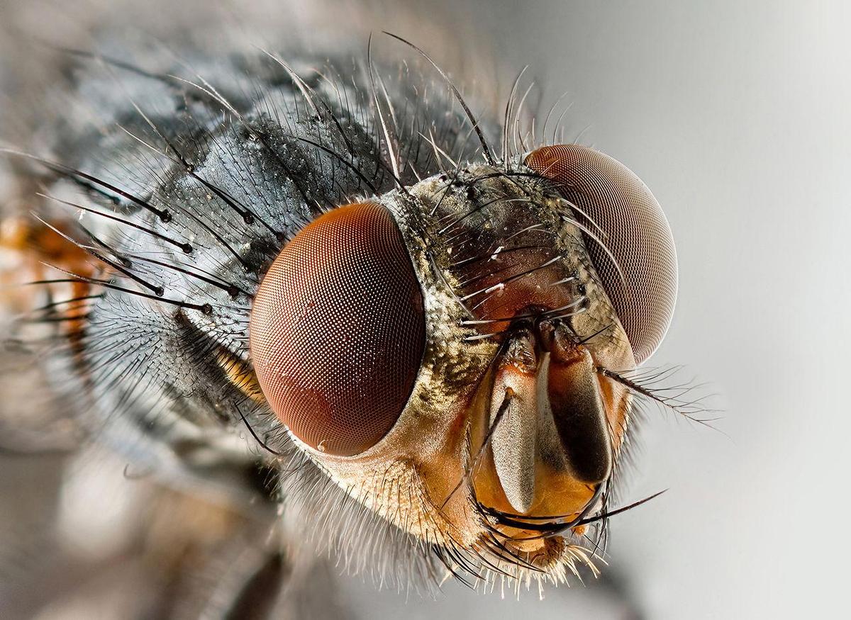 1280px Musca domestica Portrait