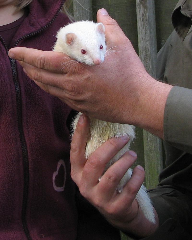 Bild-Jagd frettchen in hand von jaeger 2