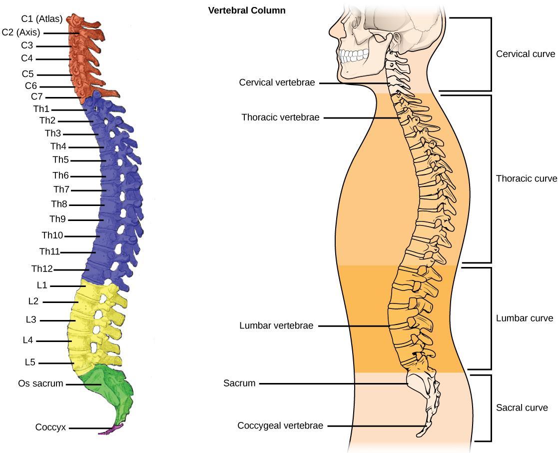 Vertebrae 07