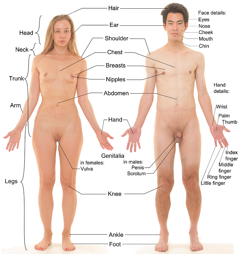 Anterior view of human female and male w