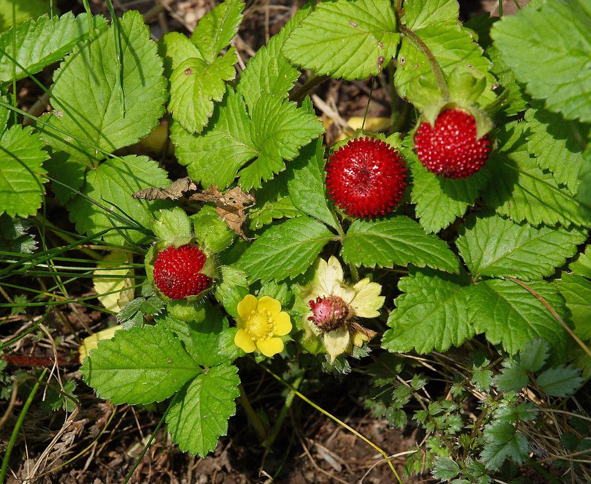 Duchesnea indica A