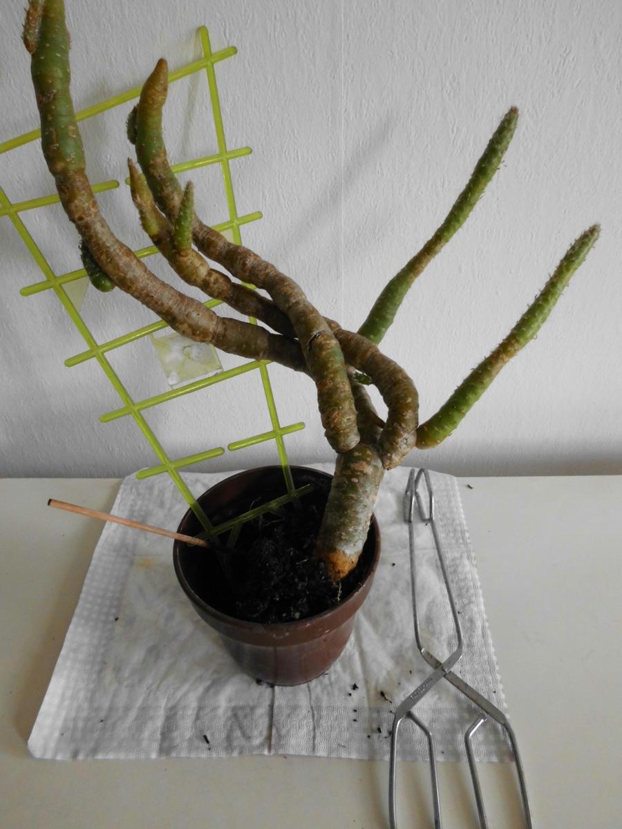 bf9784 unbekannter Kaktus1a