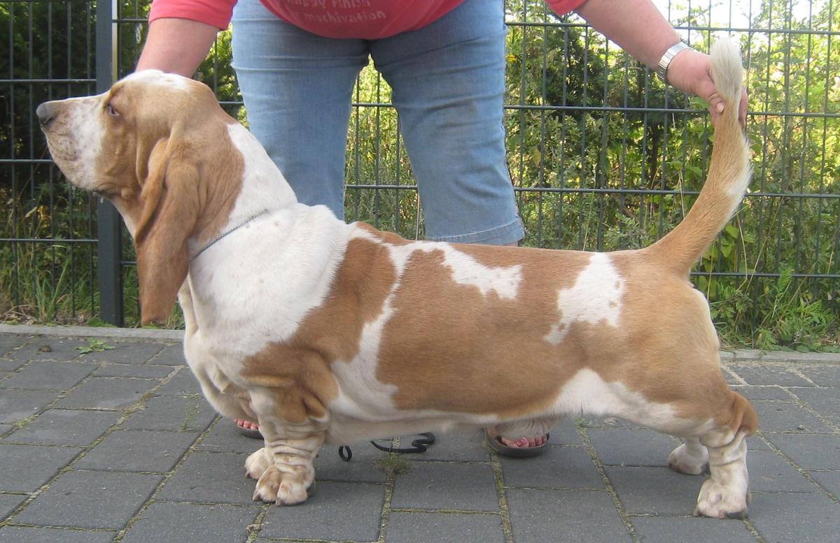 Basset-Quico