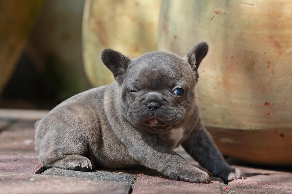 Zwinker-a24845165