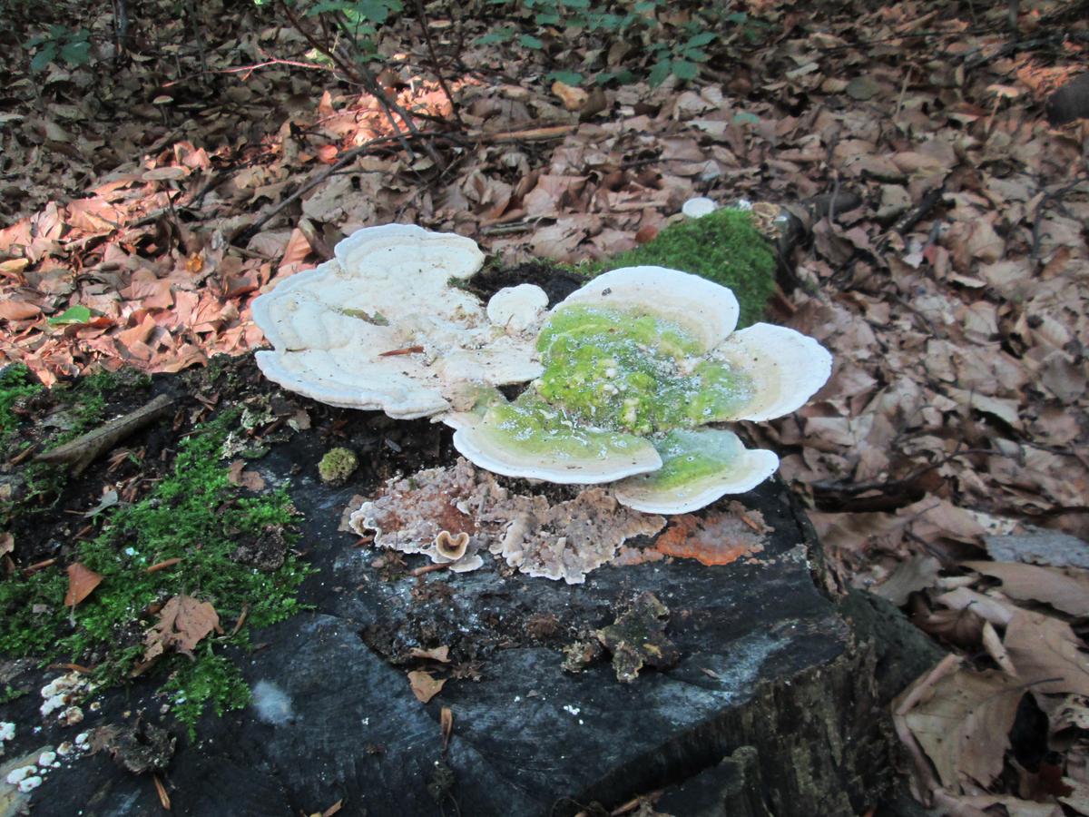 54c4c1 Radtour durch die Doelauer Heide 