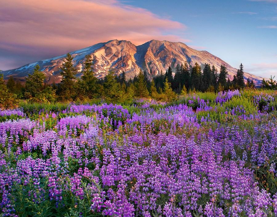 MtStHelens lupine Final 14x11