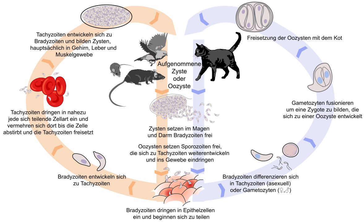 Toxoplasmosis life cycle de