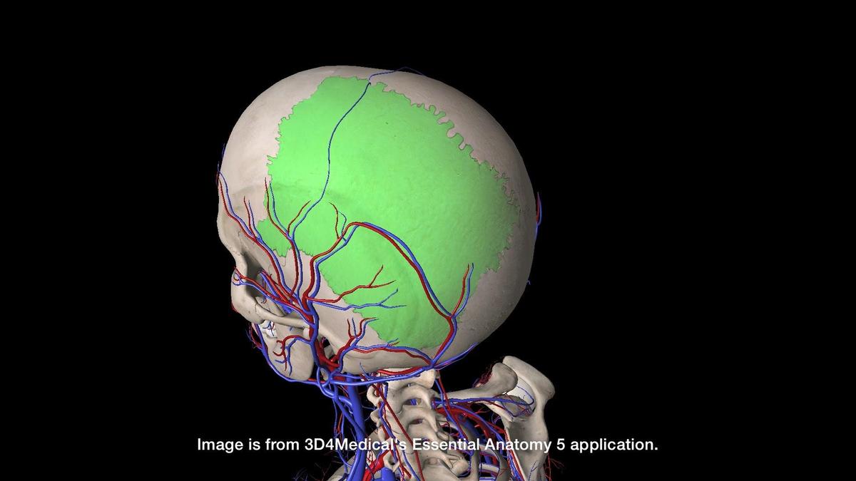 left-parietal-bone