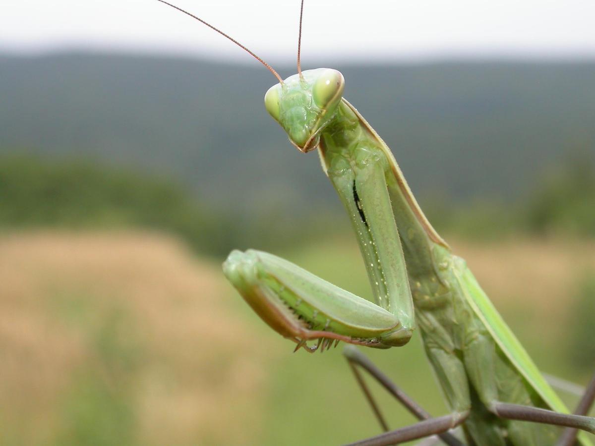 Mantis religiosa