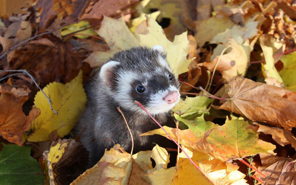 ferret-autumn-leaves