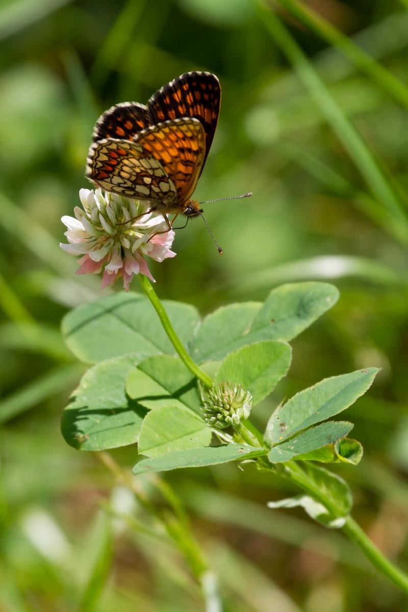 c91107 Schmetterling1