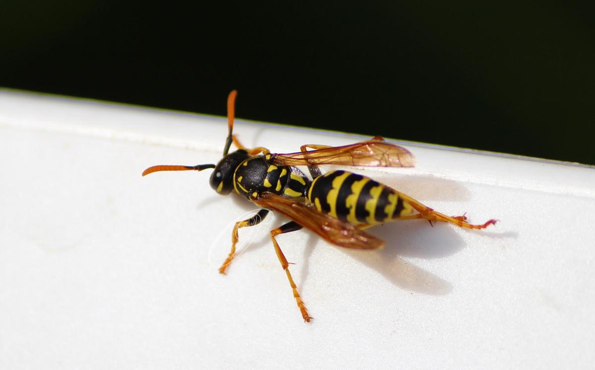 wasp by giglolo-d6i6esx