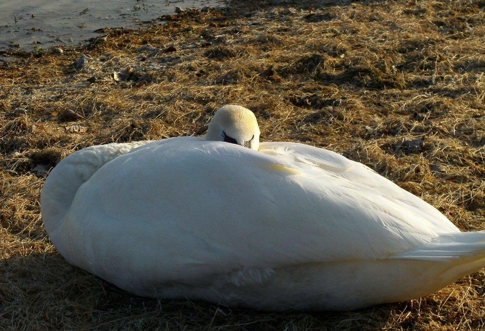 b8320e Schlafender Schwan 112