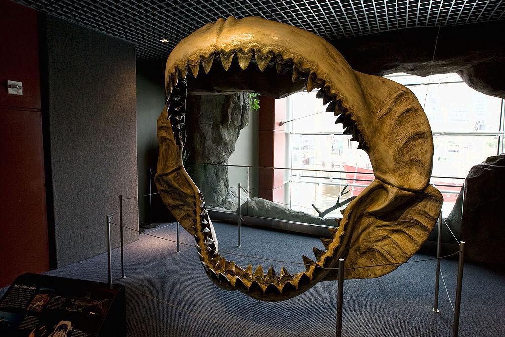1024px-Megalodon jaws on display at the 