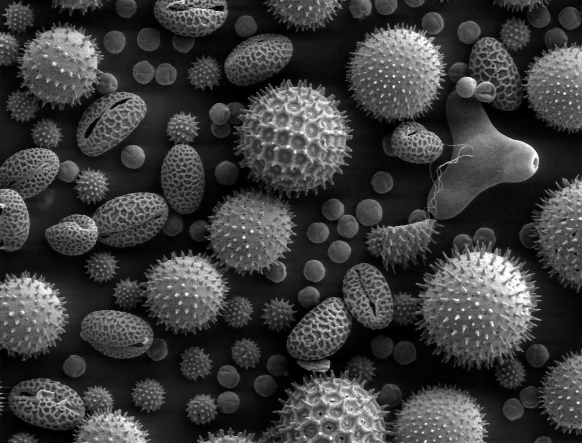 Misc pollen