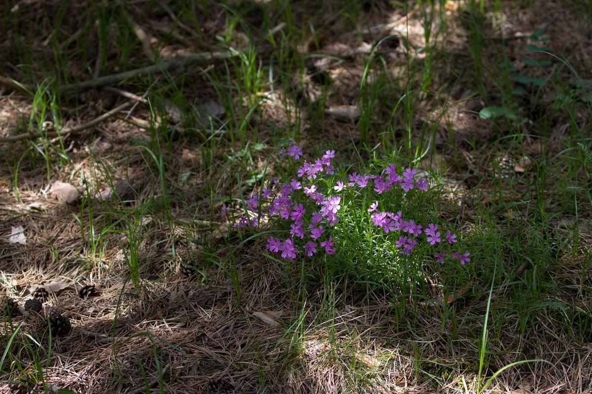 1d49cb Blumen im Wald