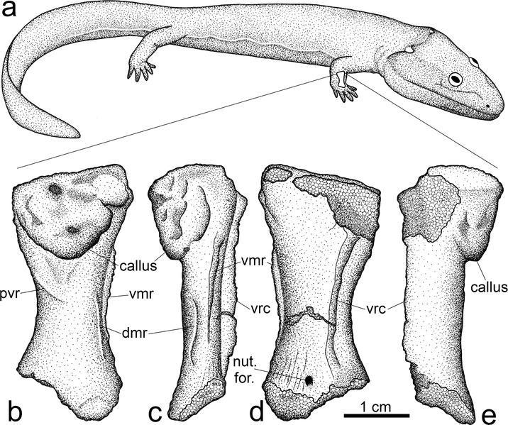 lossy-page1-716px-Ossinodus and fracture