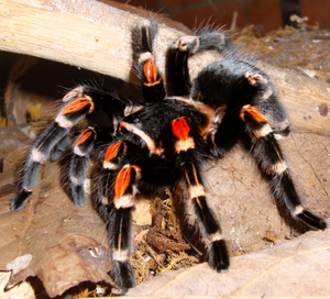 300px-Brachypelma auratum kiel