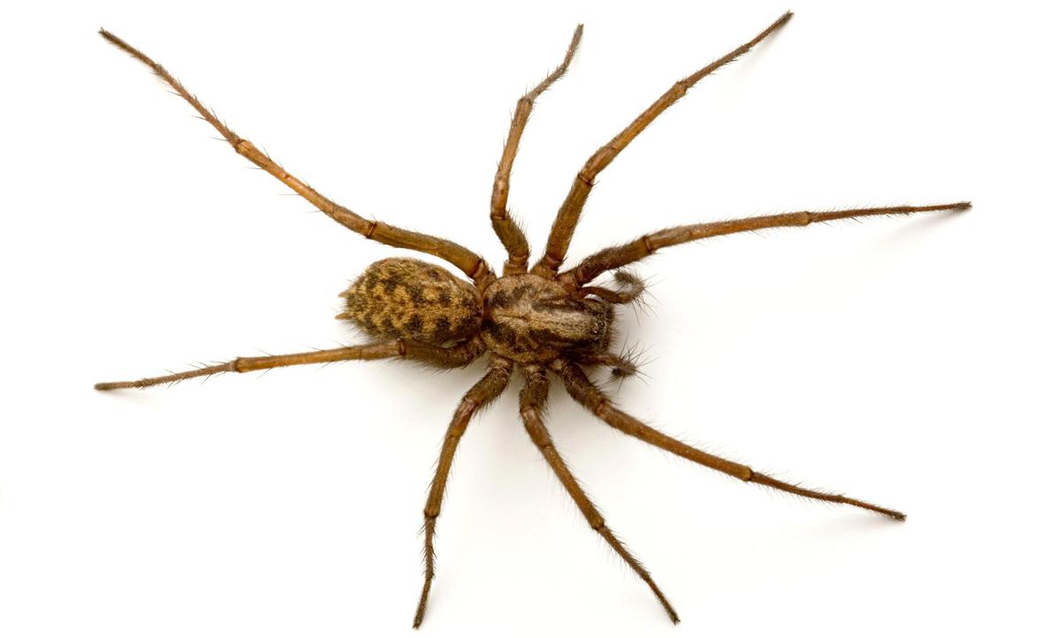 Giant-house-spider-Tegena-014