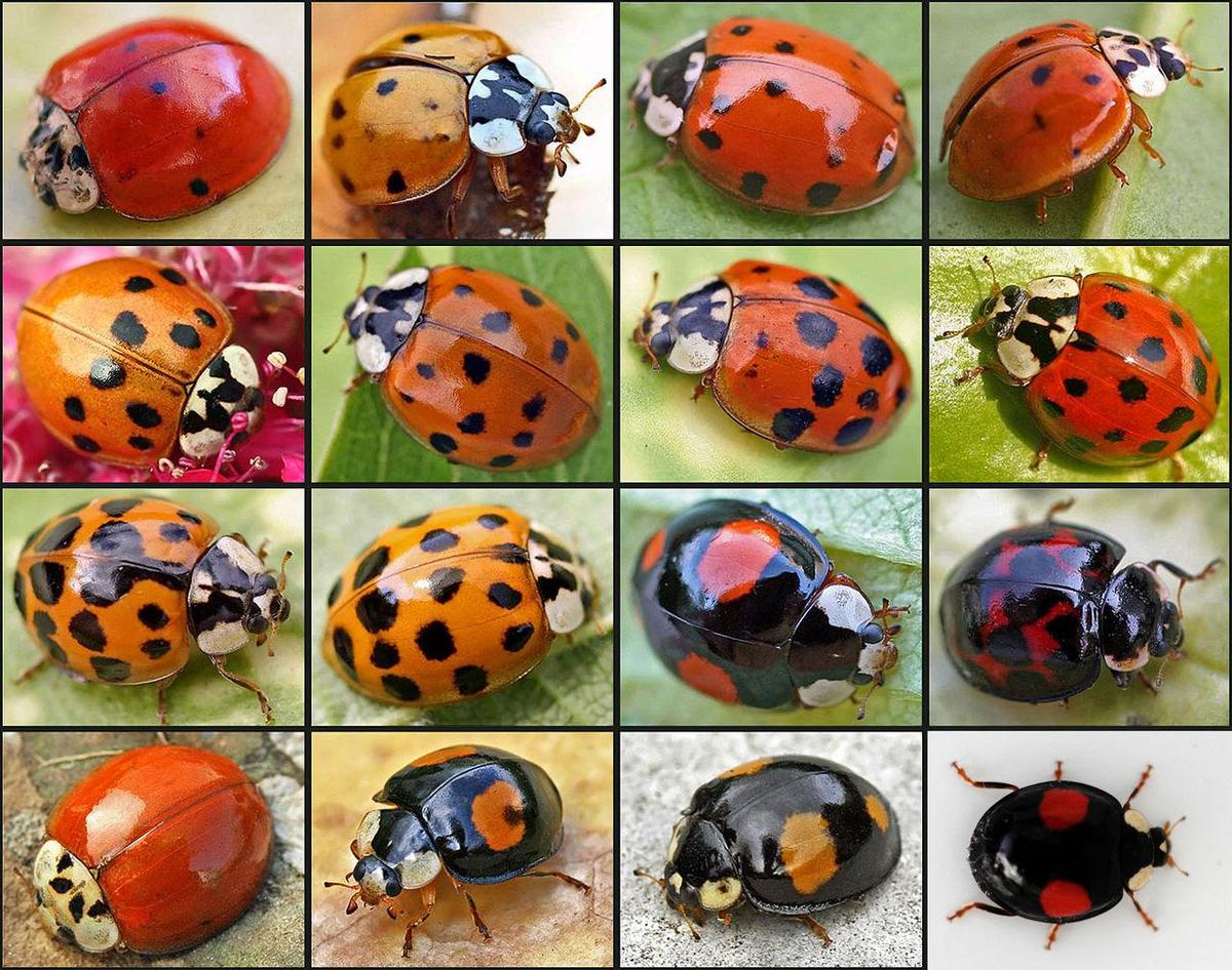 1280px-Harmonia axyridis01