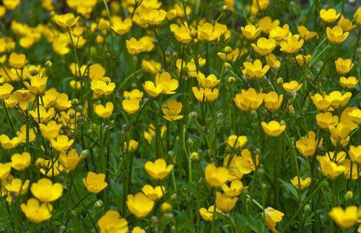 Blumen-nahaufnahme-Gelb-Botanik-Wildblum
