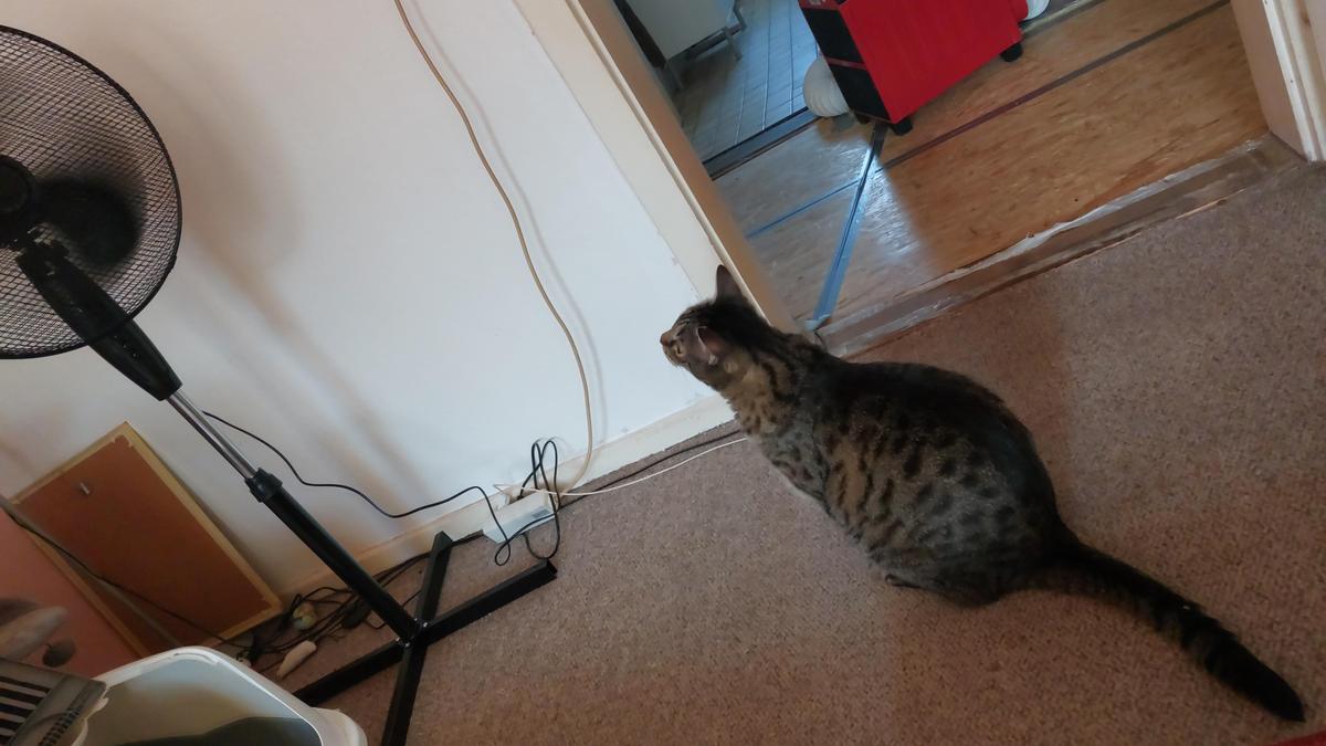IMG-20260716-WA0009