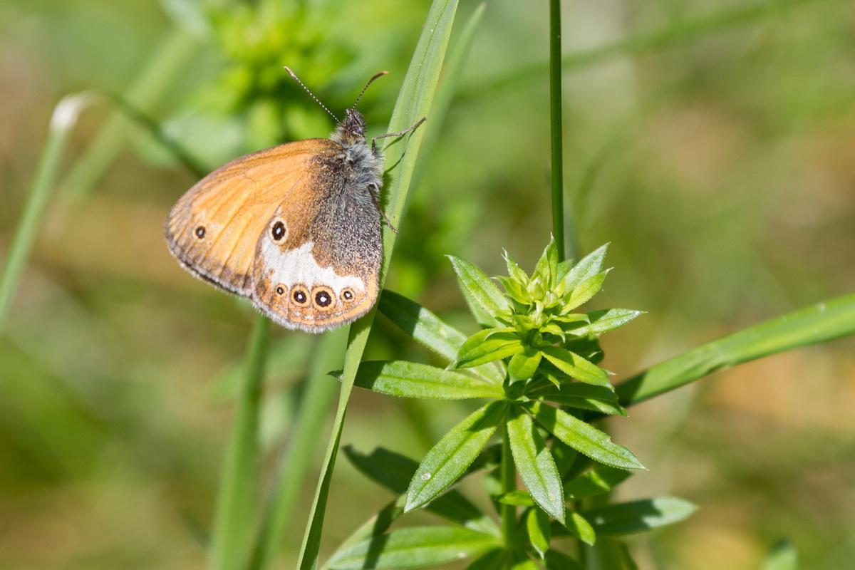 c70b6b Rotbraunes Wiesenvoegelchen