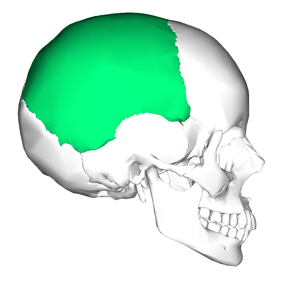 Parietal bone lateral