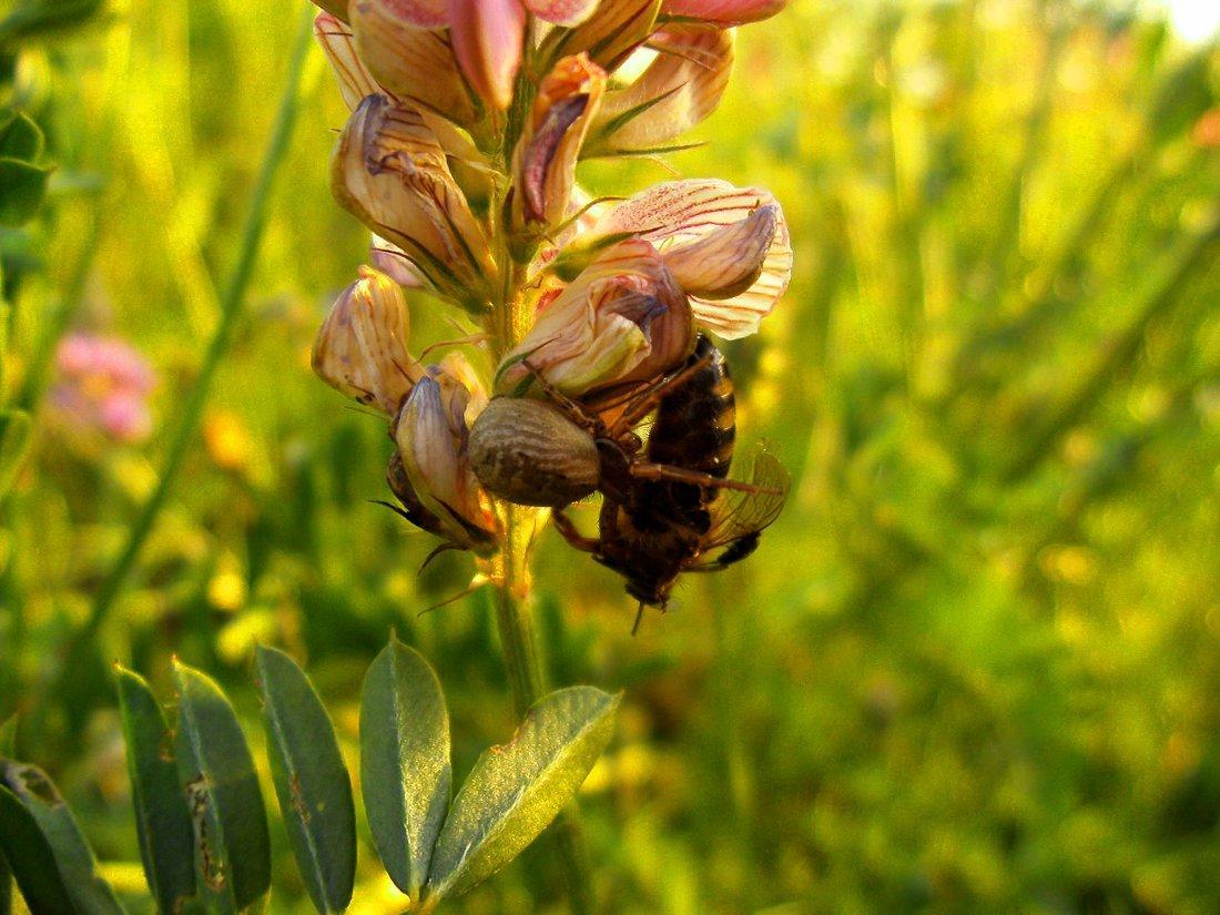 408057 Lupinen 071