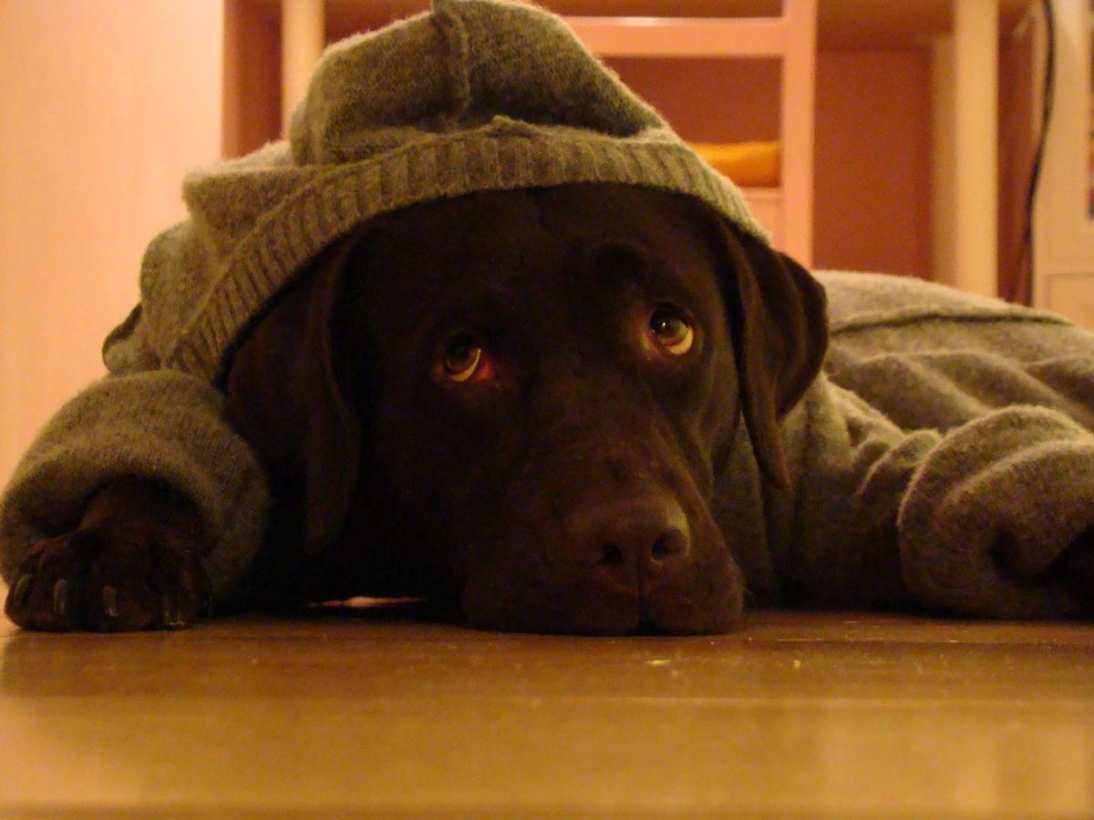 2011.03.19 bild sony077