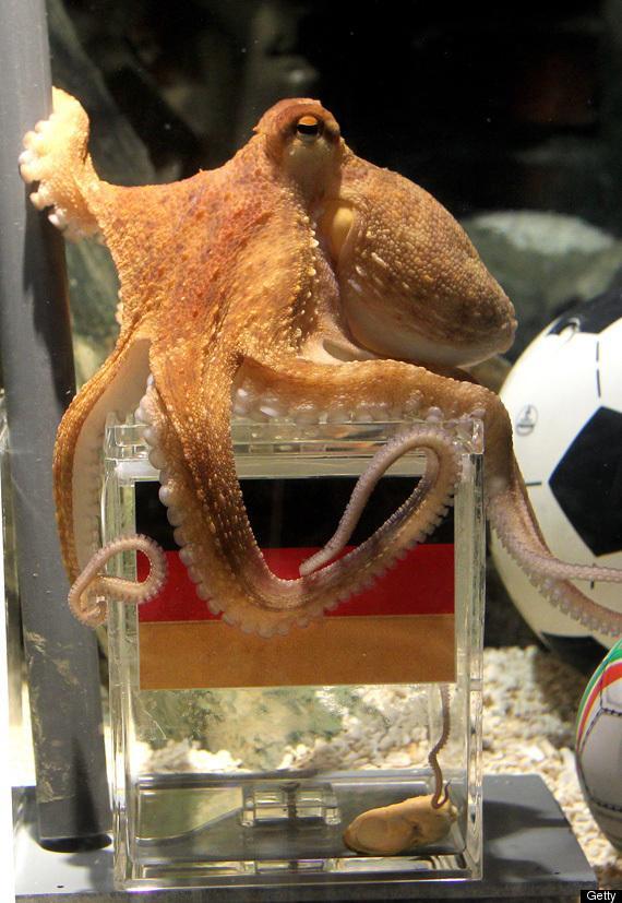 WORLD-CUP-OCTOPUS-PAUL-GERMANY