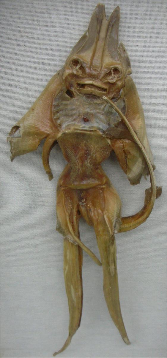 Jenny Haniver1218