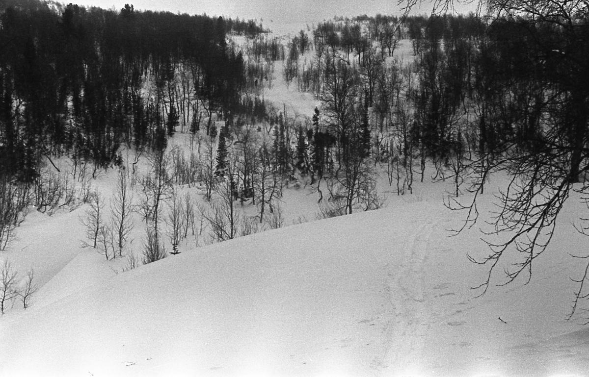 Dyatlov-pass-1959-search-311