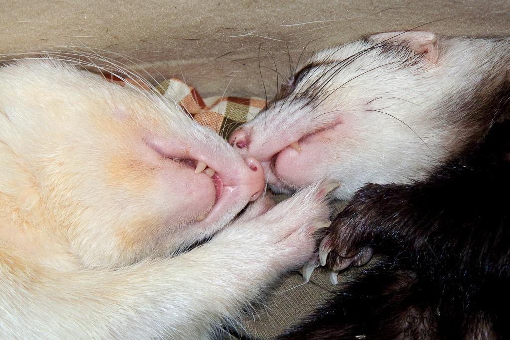 ferrets-1