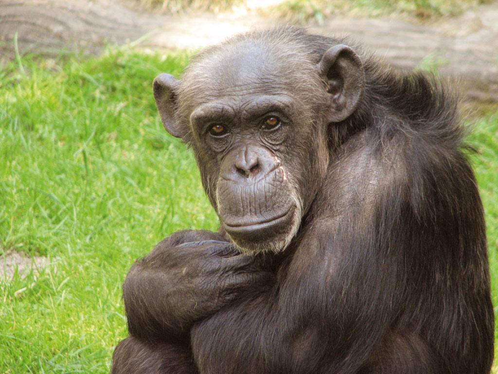 1024x768-schimpanse-kibongo-gorillaberg-
