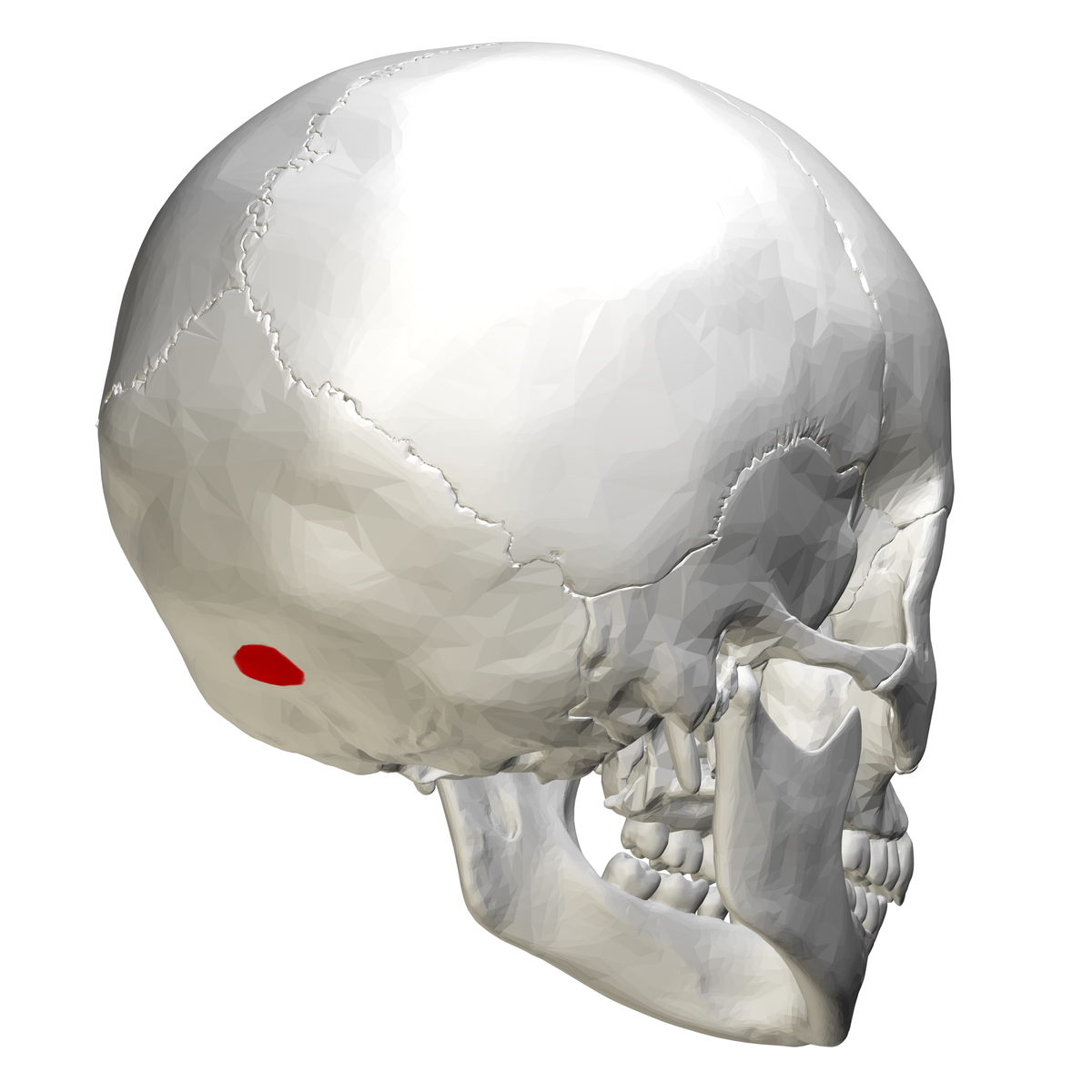 External occipital protuberance - poster