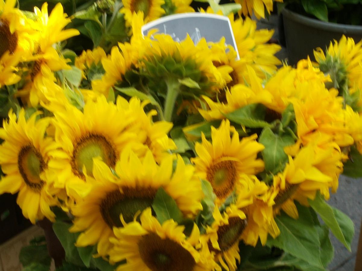 sonnenblumen