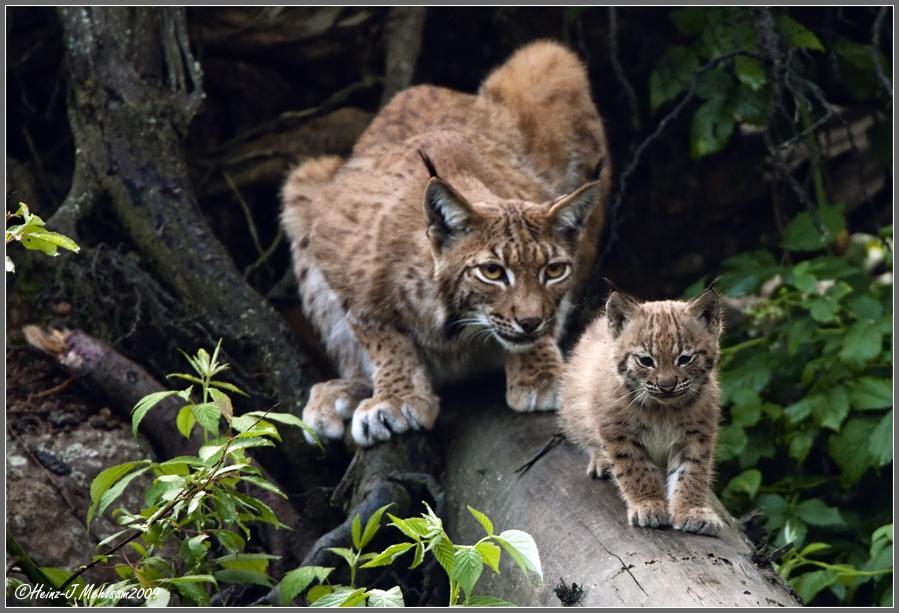 luchs-baby-f32a4726-55ed-4b27-8779-b6ebf