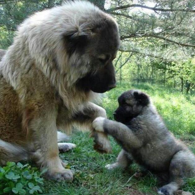 Sarplaninac-mommy-and-puppy