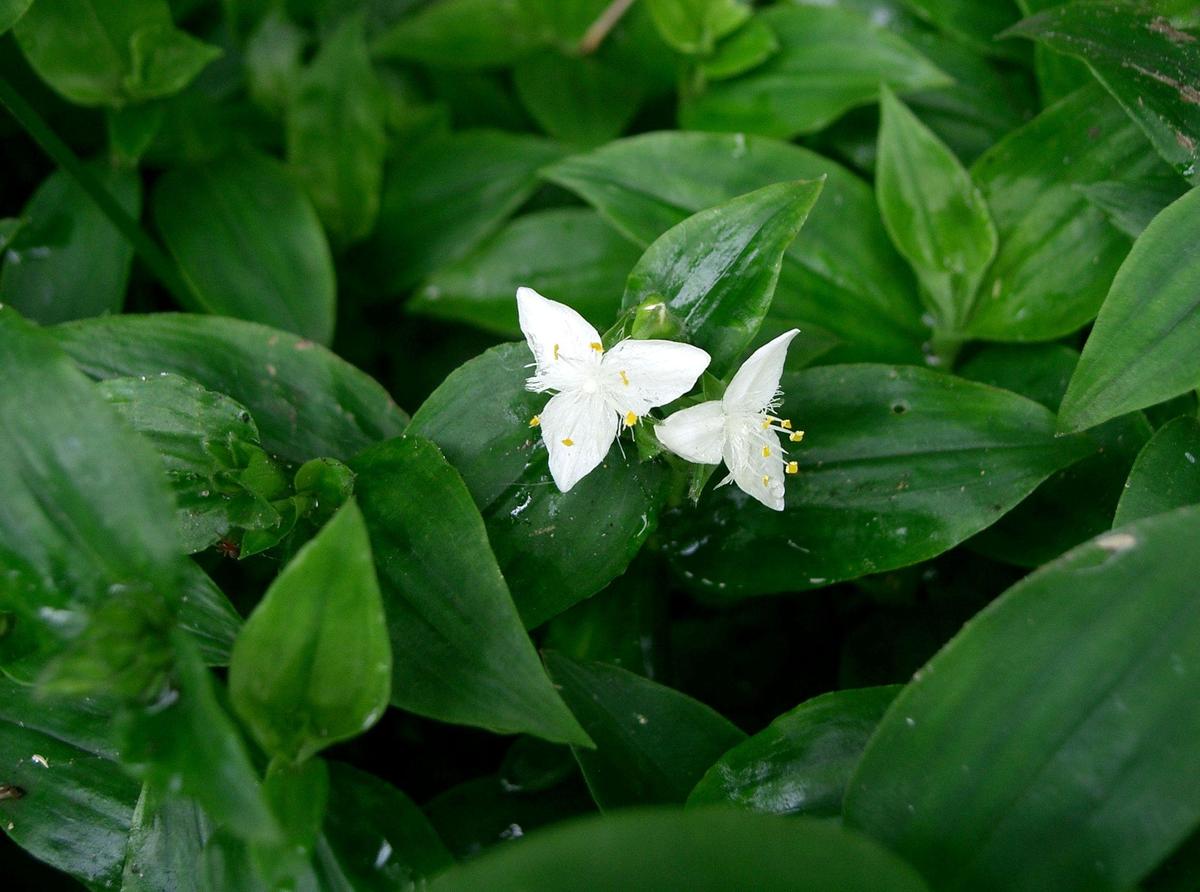 tradescantia fluminensis2