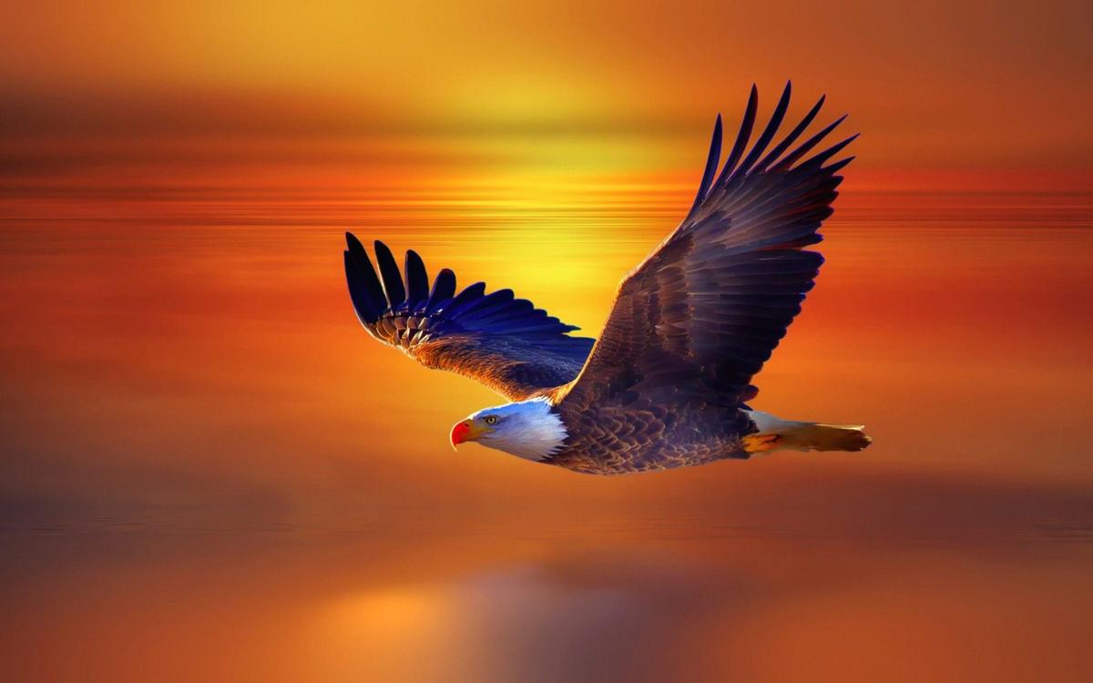 eagle20flying20widescreen20wallpaper