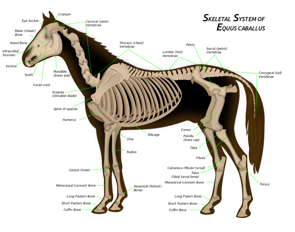 1145px-Horse anatomy.svg