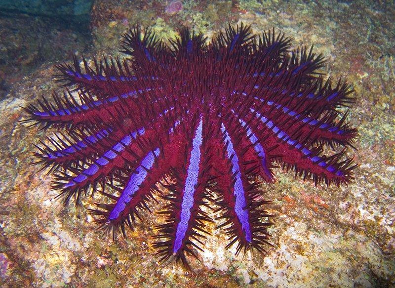 crownofthornsstarfish