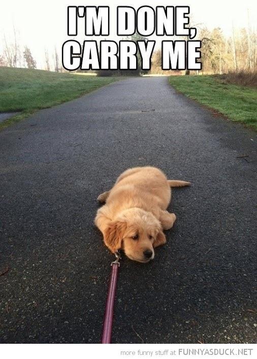 funny-dog-lying-down-leash-tired-carry-m