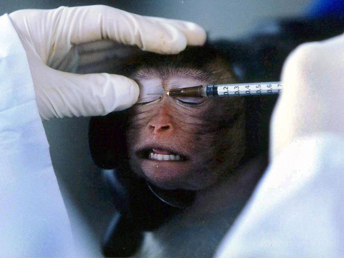 animal-testing-blogs