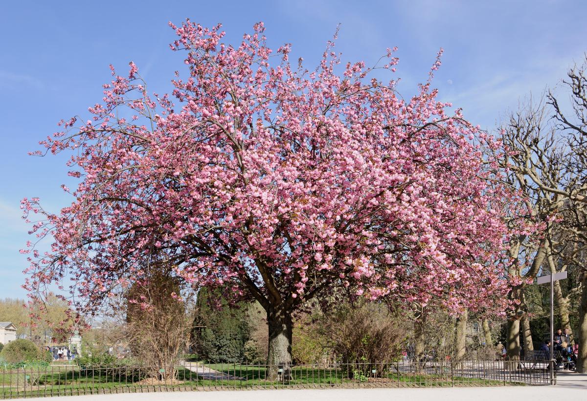 Cerisier du Japon Prunus serrulata